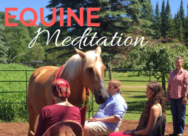 Equine Therapy Meditation ~ with Richard Capener $95 pre-register 11am