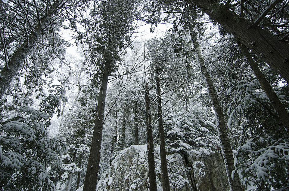 Winter Forest at Grail Springs